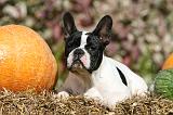 BOULEDOGUE FRANCAIS 1266